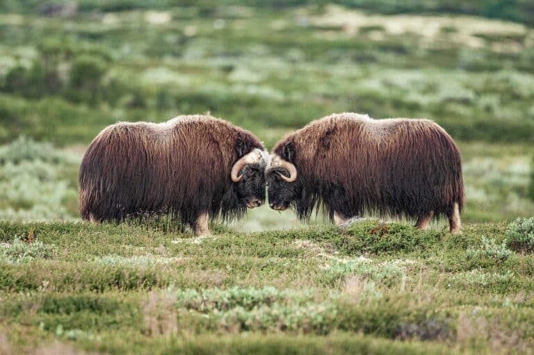 Twee vechtende muskusossen in Dovrefjell
