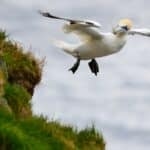 Jan-van-gent in vlucht Faeröer eilanden