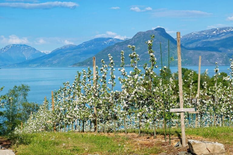 De fruitboomgaarden van appels langs het Hardangerfjord, met uitzicht op de bergen op de achtergrond