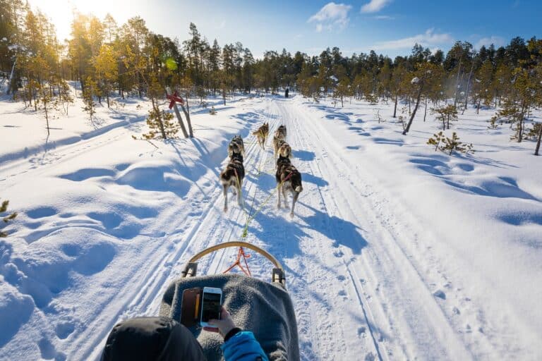 Huskysafari met zicht op husky bij wildernesshotel