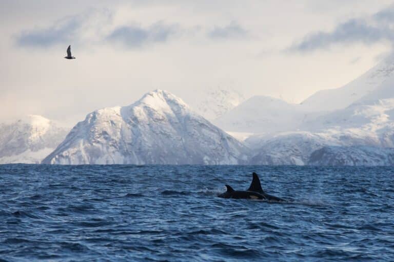 Orka's die boven het water komen in een fjord omgeven door besneeuwde bergen