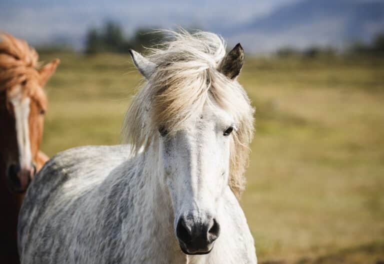 Paard van dichtbij op IJsland