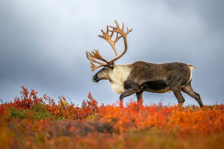 Rendier lopend door het oranje mos in de herfst