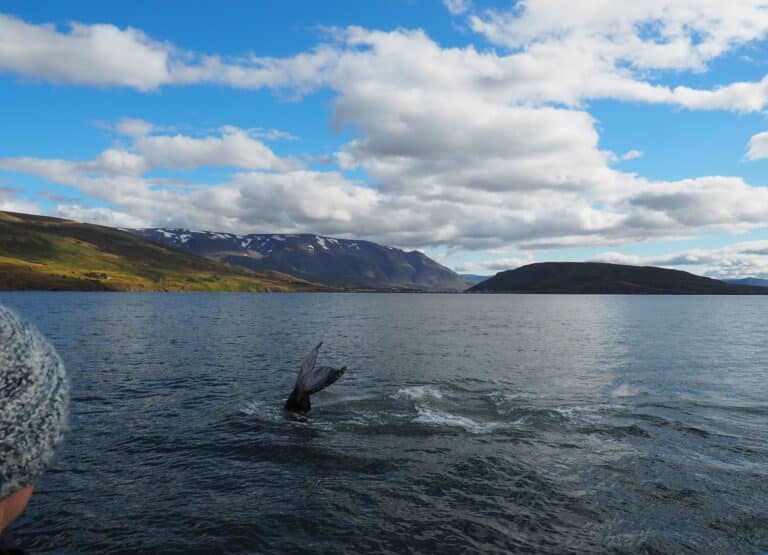 Walvisstaart boven het water in baai op IJsland