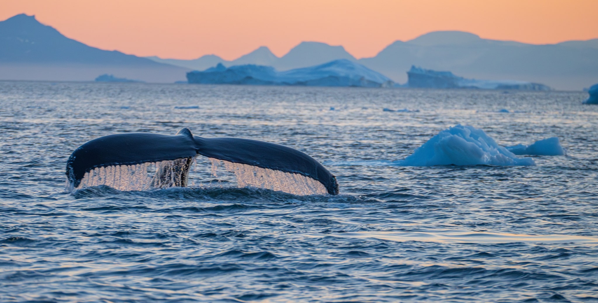 Walvisstaart in Diskobaai in Groenland met op de achtergrond ijsbergen en de middernachtzon
