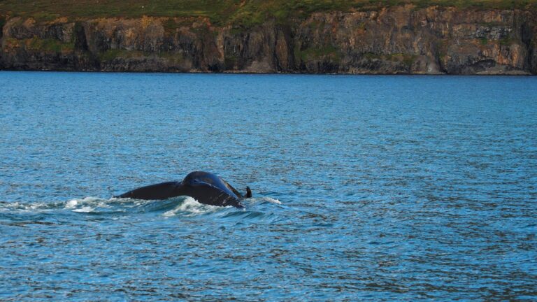 hauganes-walvisexcursie-ijsland-bultrug-duik--5