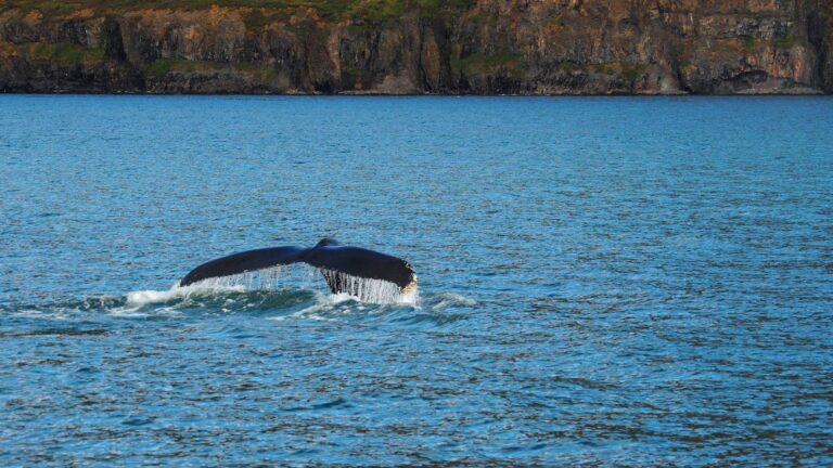 Hauganes walvisexcursie walvisstaart IJsland