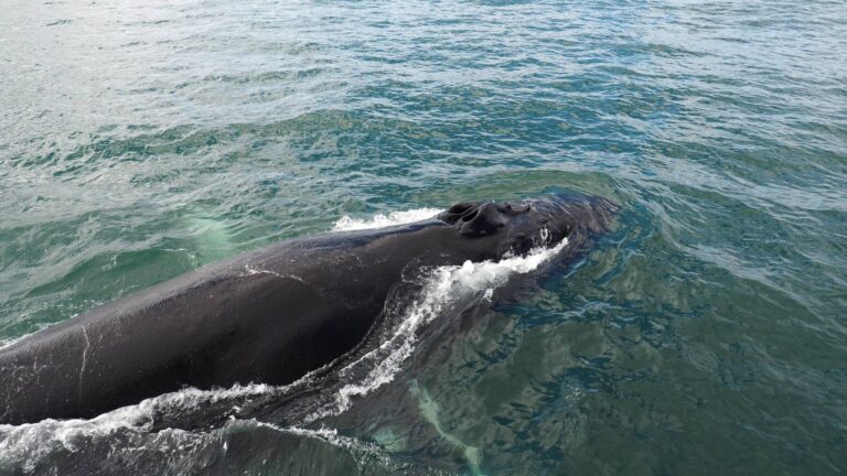 Bultrug walvis van dichtbij op IJsland