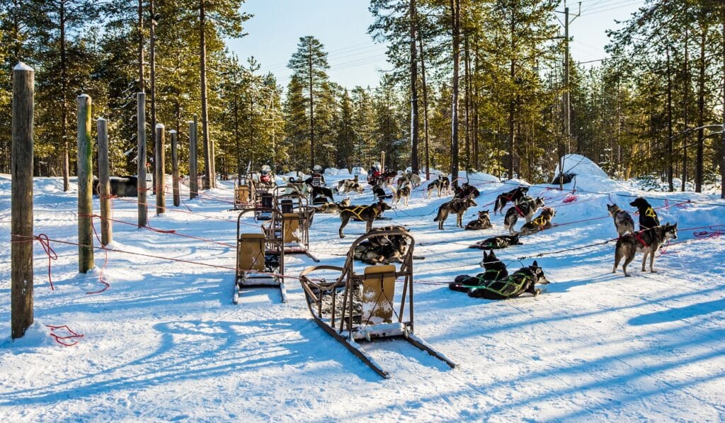 Husky's liggen in de sneeuw naast de sledes in Fins Lapland