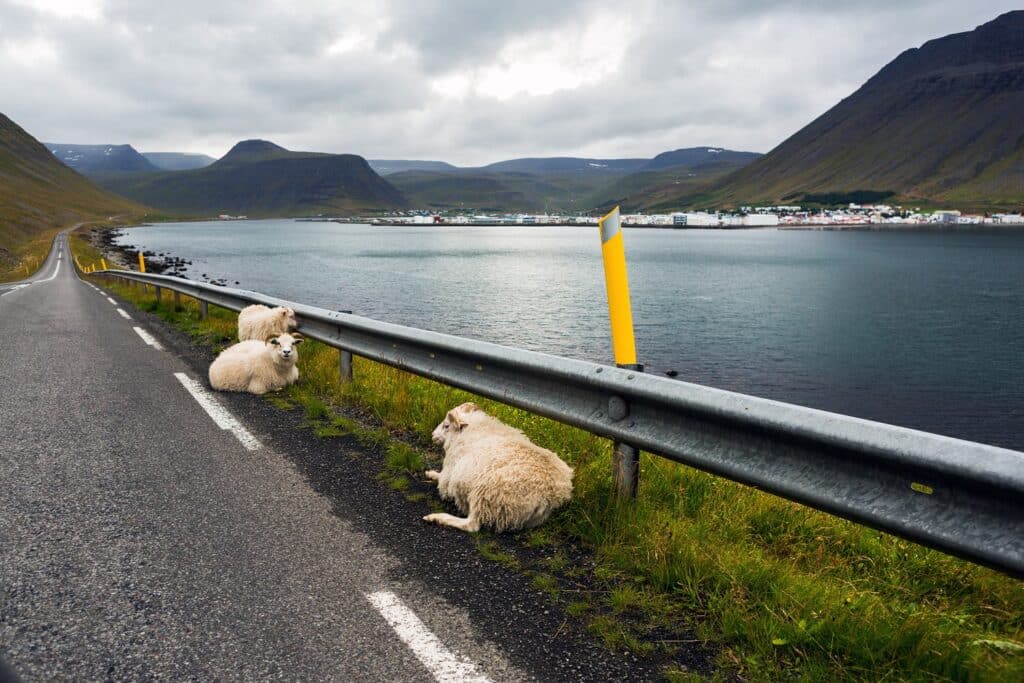 Schapen langs de weg op IJsland, met water en een dorp op de achtergrond