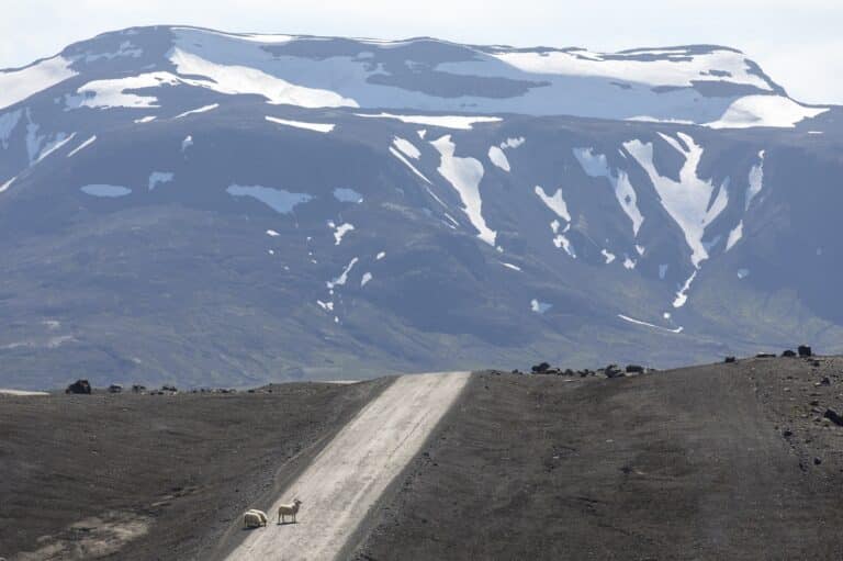 Schapen op de weg op de Kjölur hooglandroute op IJsland, met besneeuwde bergen op de achtergrond