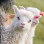 Close-up van lammetjes op de Faeröer eilanden