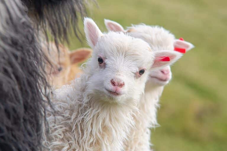 Close-up van lammetjes op de Faeröer eilanden