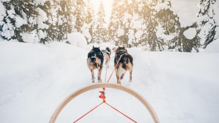 Husky's trekken slede door besneeuwde bossen, met de zon door de bomen.