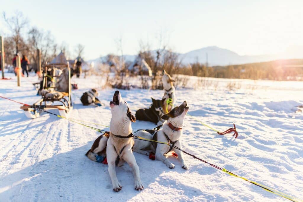 Husky's huilen tijdens de pauze van de hondensledetocht.