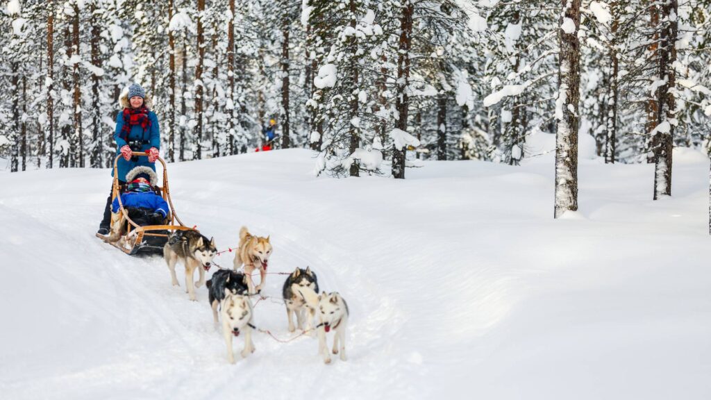 Husky's trekken slede door besneeuwde bossen
