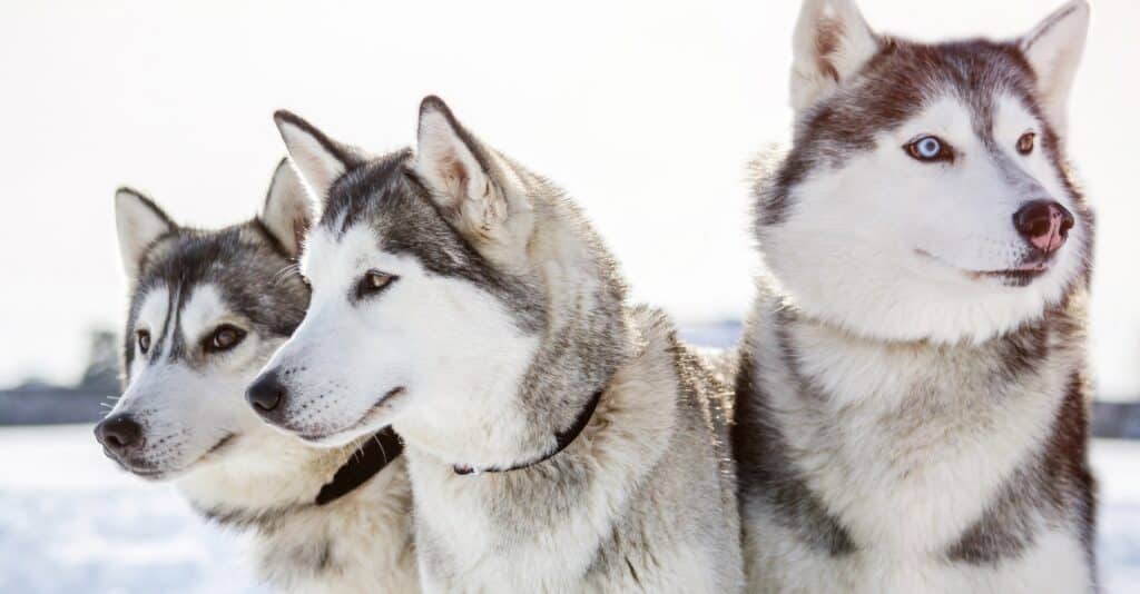 Drie Siberische husky's op een rij