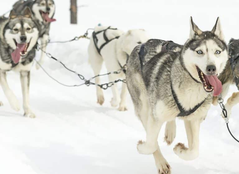 Enthousiaste husky's rennend door de sneeuw