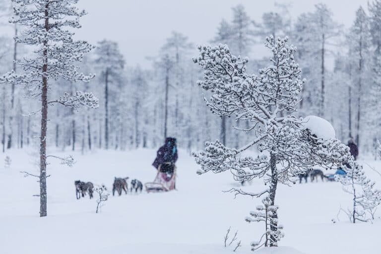 Huskyslede met besneeuwde bomen op de voorgrond