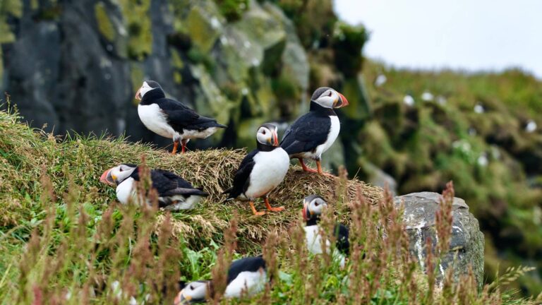 Papegaaiduikers op rots en gras op IJsland