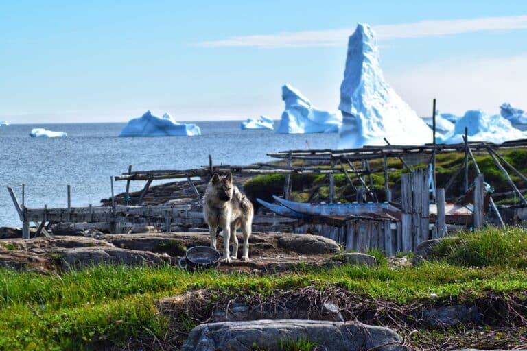 Sledehond bij Qeqertarquaq, Disko eiland, Groenland. IJsbergen op de achtergrond.