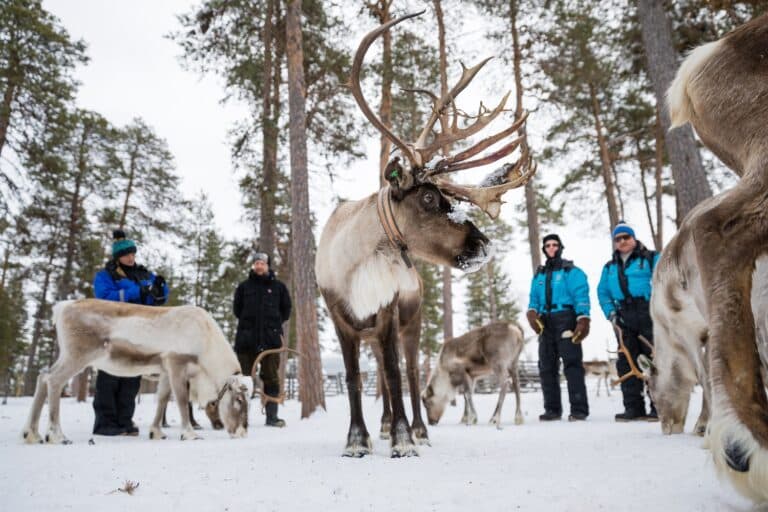 Rendieren in de wei in de sneeuw in Fins Lapland