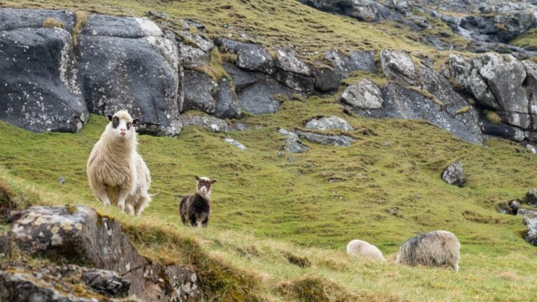 Schapen op het eiland Vagar op de Faeröer eilanden