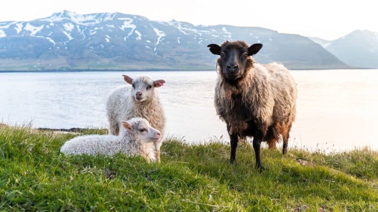 schapen-ijsland