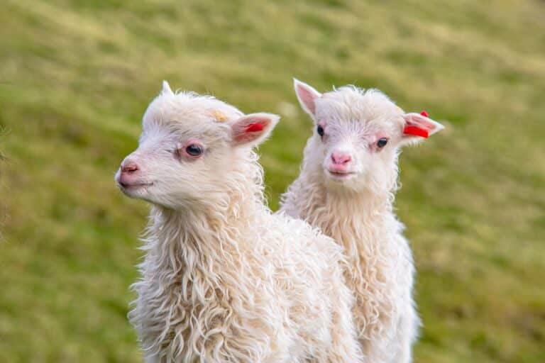 Twee lammetjes op de Faeröer eilanden