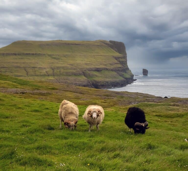 Grazende schapen aan de kust op de Faeröer eilanden