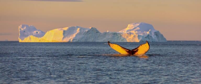 Walvis in de Diskobaai met op de achtergrond een ijsberg en middernachtzon