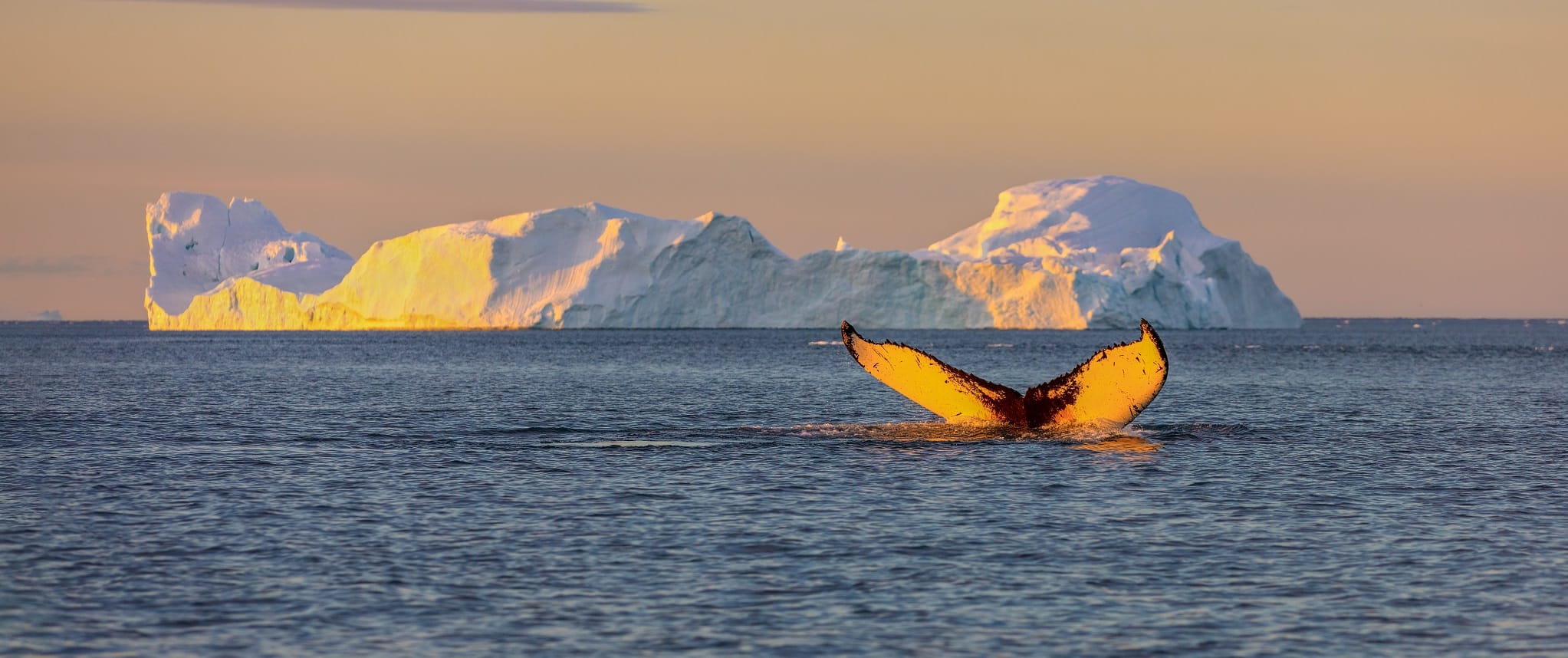 Walvis in de Diskobaai met op de achtergrond een ijsberg en middernachtzon