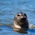 Zeehond in het water