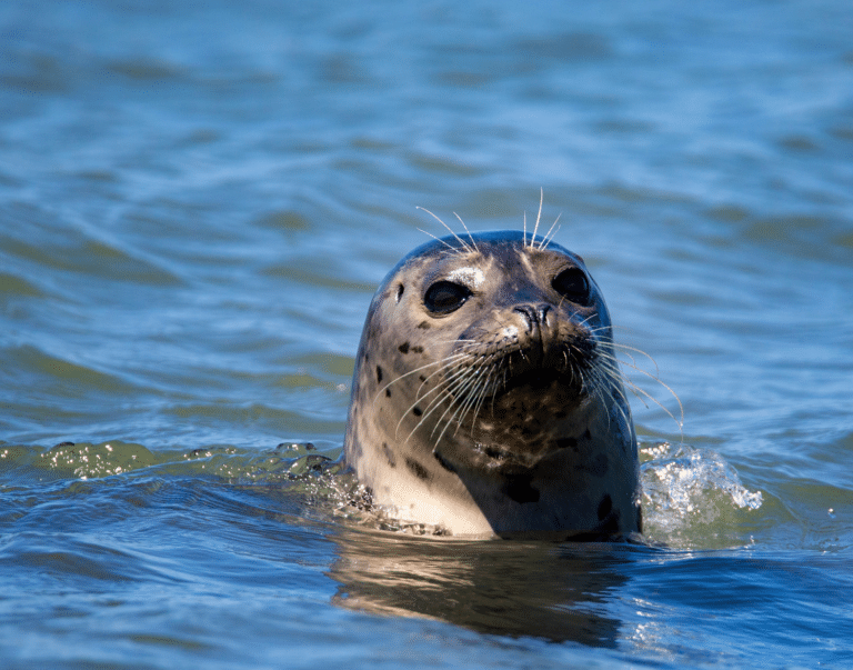 Zeehond in het water