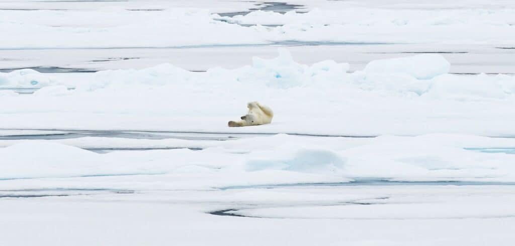 IJsbeer liggend op het ijs in Spitsbergen