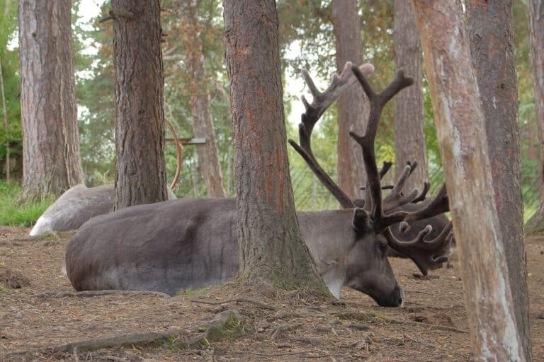 Rendier liggend tussen de bomen