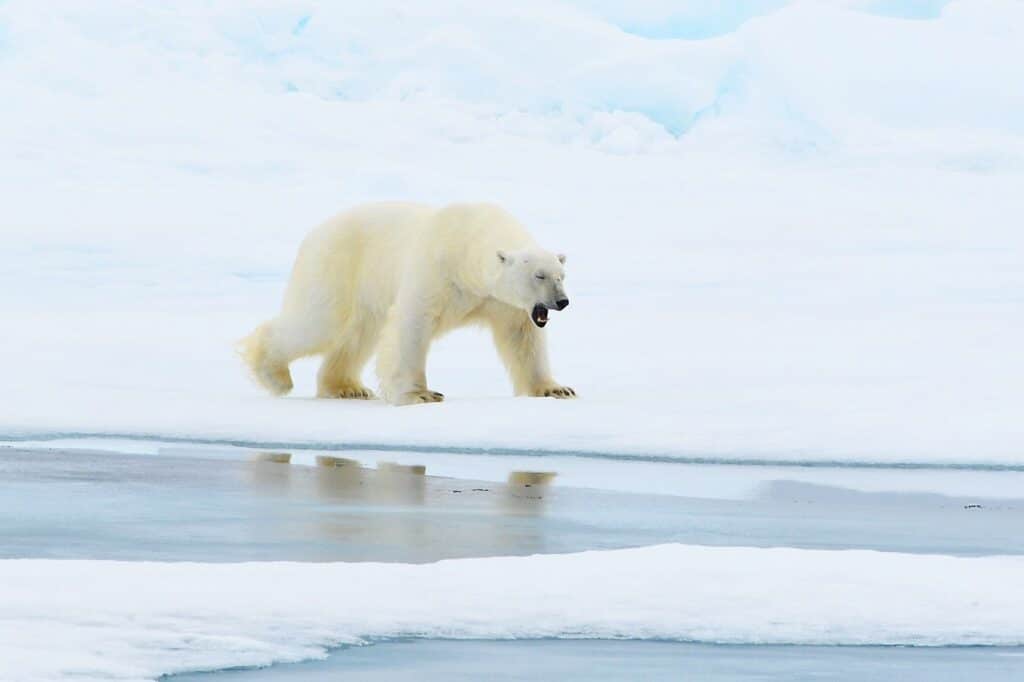 IJsbeer op het sneeuw in augustus Spitsbergen