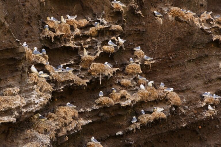 Vogelkolonie op de rotsen van Heimay, Westmaneilanden, IJsland