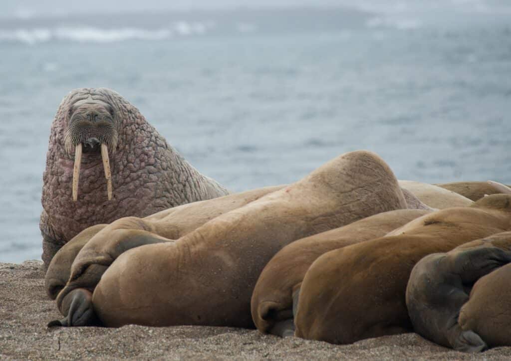 Walrussen liggen op het land op Spitsbergen