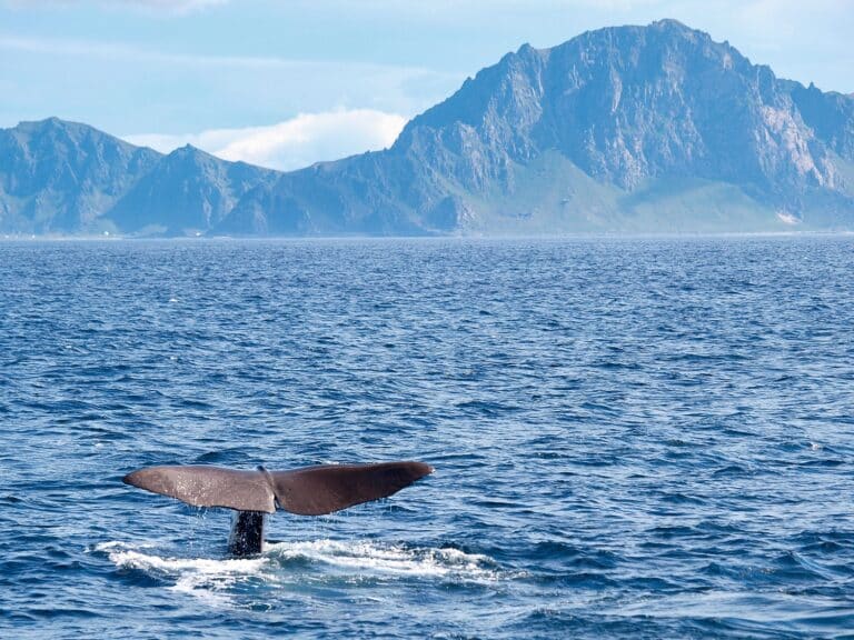 Walvisstaart uit water vlakbij Andenes op de Vesteralen in Noorwegen