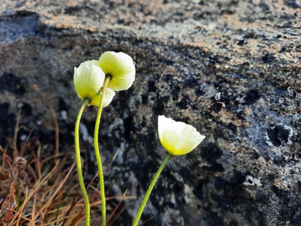 Arctische klaproos, typisch voor Spitsbergen
