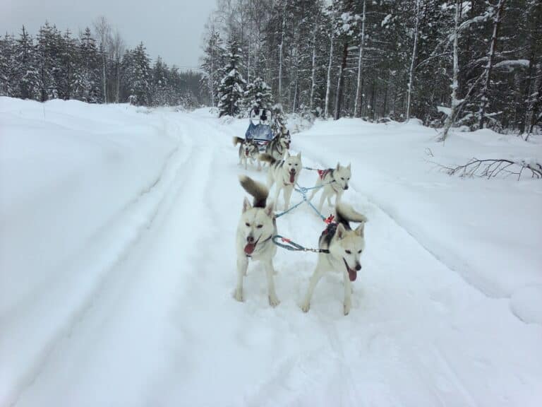 Husky safari Ukkohalla