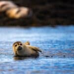 Jonge zeehond kijkt nieuwsgierig, IJsland
