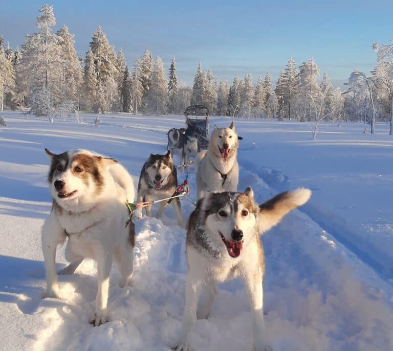 Enthousiaste honden, ingespannen voor de slee bij Nature Point Paljakka, Finland