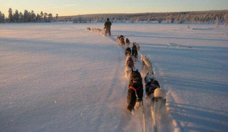 Huskyteams zoeven door een sneeuwvlakte, Nature Point Paljakka, Finland