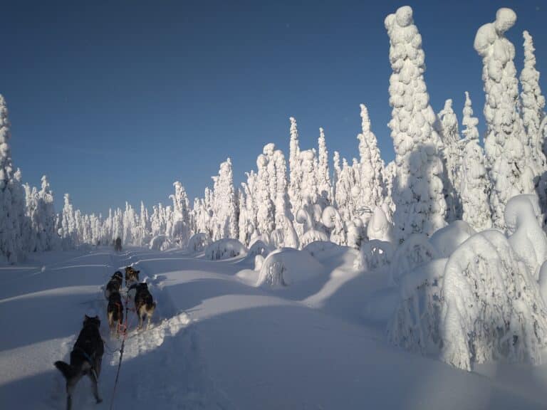 Rennende honden voor de slee bij Nature Point Paljakka, Finland