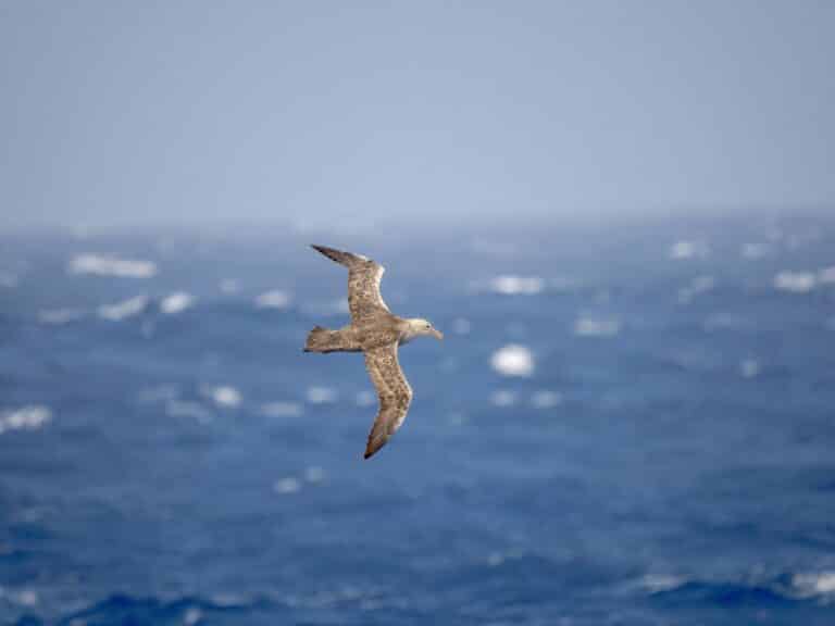 Reuzenstormvogel Antarctica