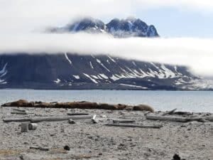 Walrussen op Amsterdam Oya