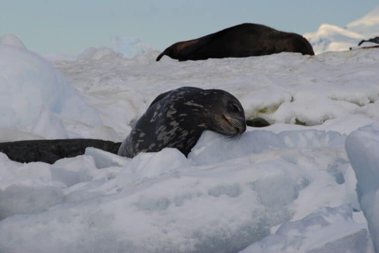 Weddellzeehond Antarctica