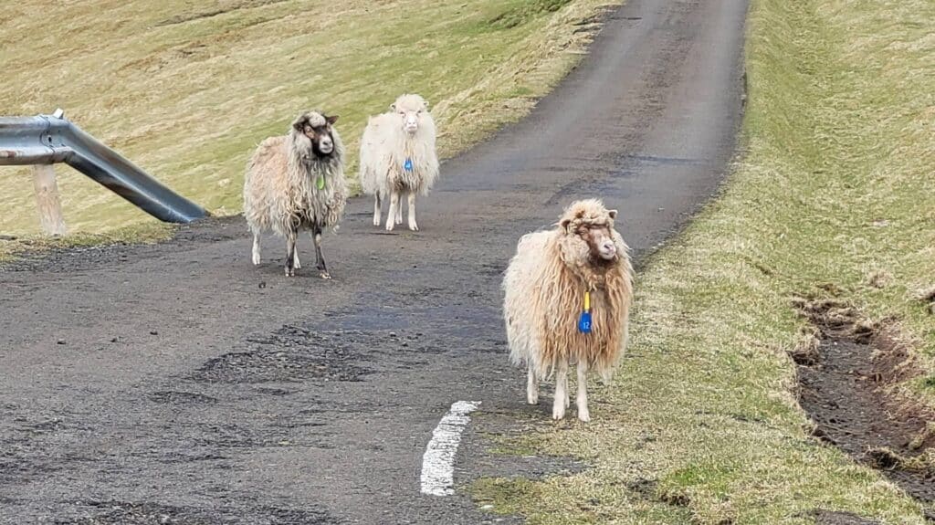 Schapen op de weg op de Faeröer eilanden